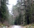 Archivbild: Gabi Schönberger
Wohin führt der Weg im Pressather Wald? Die Flächen gehören den Staatsforsten. Doch einige Fraktionen im Stadtrat dringen auf ein Tauschgeschäft mit dem Steigerwald der Stadtbau - wegen West IV.