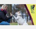Bildmontage: Fotografie Andreas Sellmer/Jakob Graf
Susanne Forster hilft den Menschen dabei, ihre Hunde besser zu verstehen.