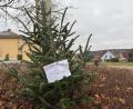Bild: Heike Unger
"Zum Verschenken" verkündete die Botschaft am Weihnachtsbaum. Jemand hatte ihn am Wochenende in einem Kreisverkehr in Ebermannsdorf abgestellt.