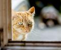 Symbolbild: Markus Scholz
Unbekannte haben einer Katze in Burglengenfeld einen Kabelbinder um den Hals geschnallt.