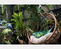 Bild: Franziska Gabbert/dpa
Dschungelfeeling pur: Hängende Pflanzen können jede noch so triste Wohnung in einen Urwald verwandeln.