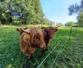 Archivbild: Landkreis Wunsiedel/exb
Sichtlich wohl fühlen sich die schottischen Hochlandrinder auf der Auenwiese an der Kössein. Sie tragen dort maßgeblich zur Verbesserung des Insekten-Lebensraums bei.