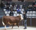 Archivbild: Hirsch
Eine positive Preisentwicklung gibt es bei der Zuchtviehauktion in Schwandorf.
