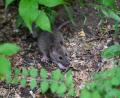 Bild: Jens Kalaene/dpa
Viele Menschen haben Angst vor Ratten. (Archivbild)