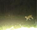 Bild: LfU/Naturpark Steinwald
Mit seiner Mutter tappte ein 2024 geborener junger Luchs im Steinwald in eine Fotofalle.