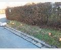 Bild: fpoz
Anwohnern der Ludwig-Hoffmann-Straße stinken die Hundehaufen im wahrsten Sinne des Wortes.
