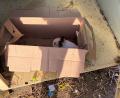 Bild: Polizeiinspektion Neutraubling
Unbekannte haben zwei Kaninchen in einem Altkleidercontainer in Thalmassing ausgesetzt.