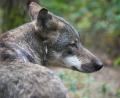 Symbolbild: Soeren Stache/dpa
Seitdem im Hessenreuther Wald standorttreue Wölfe nachgewiesen sind, häufen sich Sichtungen und Spuren im Landkreis Tirschenreuth. Dieses Exemplar stammt allerdings aus einem Wildpark.