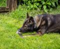 Archivbild: ama
Polizeihund "Face" bei einer Übung. Nach einer Messerstecherei in Amberg half er, die versteckte Tatwaffe zu finden.