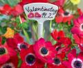 Symbolbild: Patrick Pleul/dpa
Am 14. Februar feiern Liebende den Valentinstag. Das Brauchtum des Tages geht auf das Fest des Heiligen Valentin (Valentin von Terni) zurück.