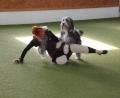 Bild: kro
Gerlinde Krachler aus Österreich mit ihrem Hund in einer tollen Choreographie beim Dogdance-Turnier in Mähring.