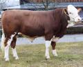 Bild: RZO/Traxinger/exb
Der reinerbig hornlose Stier wurde vom Betrieb Götz aus Großalfalterbach gezüchtet und an den Besamungsverein Neustadt überstellt.