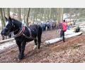 Bild: mab
Den interessierten Waldbauern erläutert Forstwirtschaftsmeister und Pferdehalter Michael Fischer die Arbeit mit dem Kaltblut-Wallach Moritz.