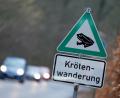 Symbolbild: Marcus Brandt/dpa
In den nächsten Tagen fangen die Amphibien an, zu ihren angestammten Laichgewässern zu wandern.