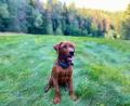 Bild: Götzer/exb
Er darf kommen und seine Rolle als pädagogischer Begleithund im Kindergarten Högling einnehmen: Flynn ist ein Labrador-Retriever, gilt von der Rasse her als sehr gutmütig und wird im Mai ein Jahr alt.