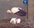 Screenshot: www.weiden.de
Wer ist der zweite Storch im Weidener Horst?