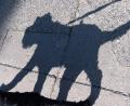 Symbolbild: Ralf Hirschberger/dpa
Ein Hund hat in Amberg eine Radfahrerin zu Fall gebracht. Die Polizei ermittelt nun gegen die Halterin.