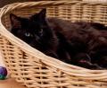 Symbolbild: Stefan Sauer/dpa
Einen kranken Kater – hier ein Symbolbild – gaben zwei Frauen unter dem Vorwand, es handle sich um ein Fundtier im Schwandorfer Tierheim ab.