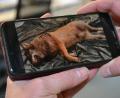 Bild: tss
Ein Bild von einem toten Wolf, der in Friedenfels auf einer Plane liegt, macht derzeit die Runde.