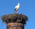 Bild: gis
Der Storch ist da – sehr zur Freude der Mehlmeiseler.