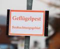 Bild: Nicolas Armer/dpa
Experten befürchten, dass sich die Geflügelpest in Bayern noch weiter ausbreitet.