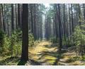 Bild: Patrick Pleul/dpa
Trockene Wälder wie etwa die Kiefernwälder in Brandenburg haben oft eine hohe Waldbrandgefährdung.