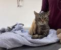 Bild: Polizeiinspektion Kemnath
Gefundener Kater am Straßenrand und jetzt beim Tierarzt.