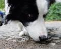 Symbolbild: Maurizio Gambarini/dpa
Seit einigen Tagen kursieren Warnungen vor möglichen Giftködern in Mitterteich. Die Polizei ruft Hundebesitzer auf, verdächtige Funde oder Wahrnehmungen zu melden.