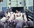Bild: Allegro Film 2016/exb
Eine Szene aus dem Film "Bauer unser", der einen kritischen Blick auf die industrielle Landwirtschaft wirft.