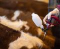 Symbolbild: Fabian Sommer/dpa
Tierhalter können ihre Rinder und Schafe gegen die gefährliche Blauzungenkrankheit impfen lassen.