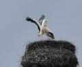 Bild: gz
Das Weißstorch-Männchen wirbt um die Gunst der Storchendame.