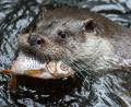 Symbolbild: Silas Stein/dpa
Nicht wählerisch ist der Fischotter bei der Nahrungsaufnahme. Er frisst vorrangig Fische, aber auch Enten, Frösche, Schnecken, Krebse und Muscheln.