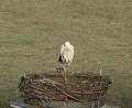 Bild: do
Der Storch ist wieder da, jubeln die Tier- und Naturfreunde in Speinshart. Nun hoffen sie auf das baldige Eintreffen des zweiten Gllücksbringers.