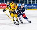 Bild: Elke Englmaier
Neal Samanski (rechts), der Torschütze der Blue Devils Weiden zum zwischenzeitlichen 1:1, im Duell mit Ex-Nationalspieler Marcel Müller.