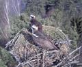 Bild: Forstrevier Eschenbach 
Zwei Fischadler machen es sich im Horst am Eschenbacher Rußweiher bequem. Seit dem 14. März sind die Greifvögel zurück aus ihrem Winterquartier.
