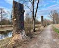 Bild: Gabi Schönberger
Entlang des Flutkanals in Weiden wurden mehrere Bäume abgeholzt. Der Grund ist nicht nur der Verbiss durch Biber.