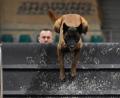 Bild: Petra Hartl
Bei der CACIT Germany 2025, einer Meisterschaft im Gebrauchshundesport, sind in der Ostbayernhalle in Kreuth bei Rieden 150 Hunde am Start. Hundehalter Marcel Soblik ist mit seinem Vierbeiner "Zauberhafte 17 vom Holzhäuser Flur" vertreten.