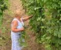 Archivbild: no
Frieda Dehling begutachtet den Hopfen, der in dem von ihr mit angelegten Garten wächst.