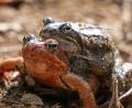 Bild: Marco Meier
Ein Grasfroschpaar bei der Wanderung zu ihrem Laichplatz.