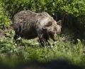 Bild: Milan Kapusta/tasr/dpa
Ein Braunbär in einem slowakischen Gebirgstal. In der Slowakei gibt es mehr als Tausend freilebende Braunbären. (Archivbild)