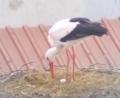 Screenshot: Storchen-Cam Falkenberg/Joachim Zrenner/exb
Im Storchennest auf dem Dach des Pfarrheimes in Falkenberg liegt das erste Ei.