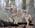Bild: Ingo Wagner/dpa
Ist der Wolf für die Menschen rund um den Hessenreuther Wald eine Gefahr? Der Bund Naturschutz griff dieses Thema in der Jahreshauptversammlung auf.