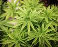 Symbolbild: Christian Charisius/dpa
Mehr als die drei erlaubten Cannabis-Pflanzen hatte ein Sulzbach-Rosenberg in seiner Wohnung. Die Polizei entdeckte diese bei einem Balkonbrand.