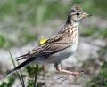 Bild: Andreas Neuthe/dpa
Eine Feldlerche. Diese Vogelart bekommt beim künftigen Solarpark in Öd bei Kreuth eine Schutzzone.