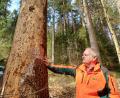 Bild: Johannes Pittroff/fph
Martin Hertel, Stellvertretender Leiter des Forstbetriebs Fichtelberg, zeigt eine vom Borkenkäfer befallene Fichte.