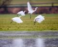 Bild: Thomas Warnack/dpa
Silberreiher im Flug.