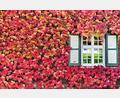 Symbolbild: Julian Stratenschulte/dpa
Wilder Wein ist ein Klassiker der Hausbegrünung – und nicht nur im Herbst ein wahrer Blickfang.