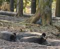 Bild: Petra Hartl
Diese Schweine fühlen sich genau dort wohl, wo sie sind. Im Schwarzwildgehege Waldhaus. Nach anfänglicher Verwirrung werden sie aller Wahrscheinlichkeit genau dort bleiben.