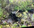 Bild: Gabi Schönberger
Wild sieht der Bachlauf aus, der vom Wieselbrunnen in ein kleines Feuchtbiotop in Neustadt fließt, aber derzeit umgeleitet ist.