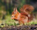 Archivbild: exb/Georg Birner Fotoclub Vohenstrauß
Eichhörnchen
